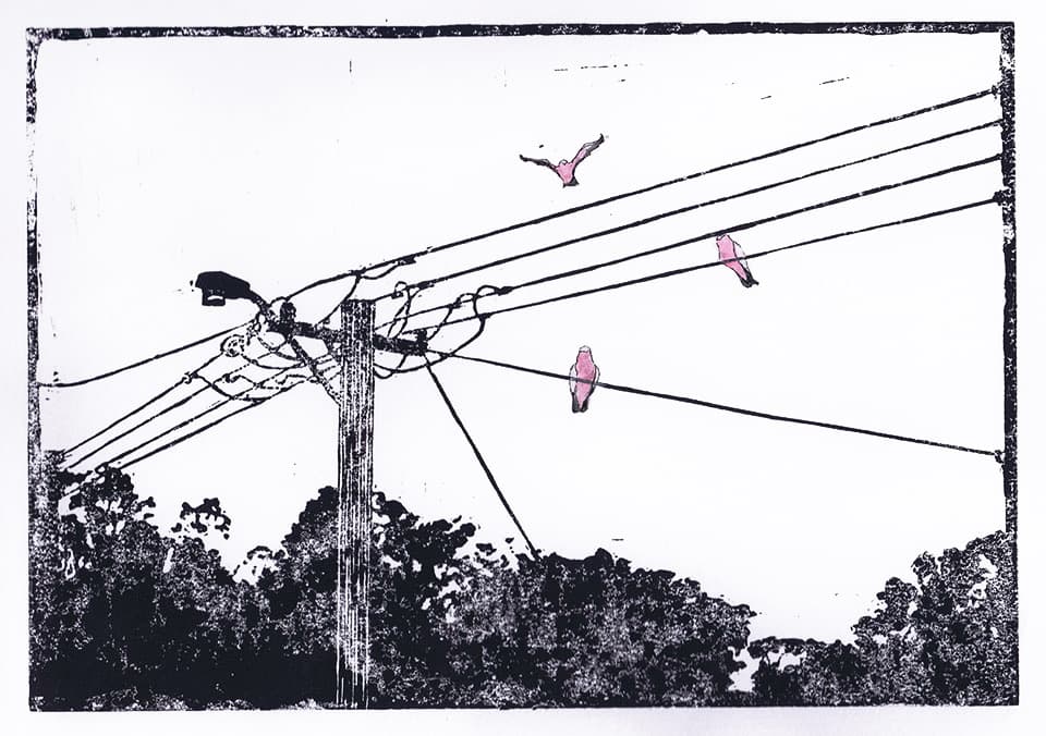 Pink & Grey Galahs on Powerlines. 2017. Linocut Print.